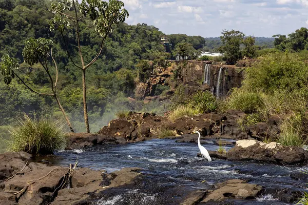 ormanda şelale ve nehir
