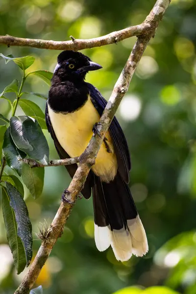 Ağaç dalındaki kuş
