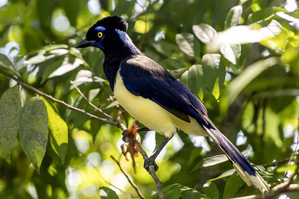 siyah - sırt - sarı - siyah - daldaki kuş