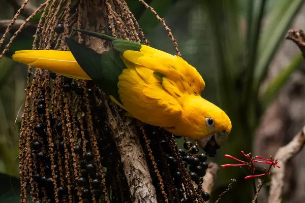 sarı ve altın papağan