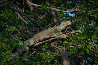 Ormandaki bir ağaçta iguana