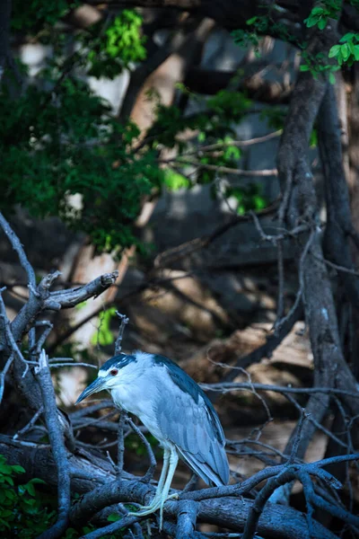 Belo Pássaro Floresta — Fotografia de Stock