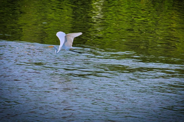 Close Seagull Flying Water — Stock Photo, Image