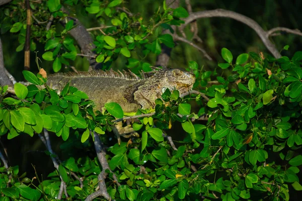 Зеленая Игуана Дереве Мексике — стоковое фото
