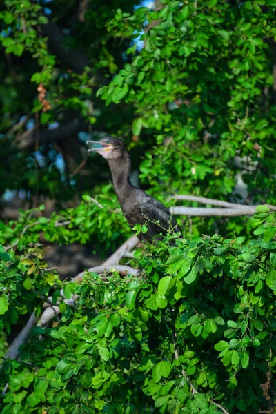 Gros Plan Oiseau Dans Forêt — Photo
