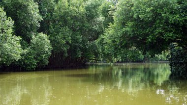  Mangrove Doğa Parkındaki Mangrove kreşi, Kuzey Jakarta.