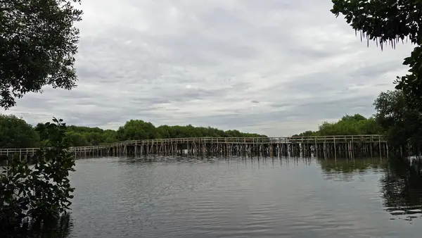Pembibitan Bakau Taman Alam Mangrove Jakarta Utara — Stok Foto