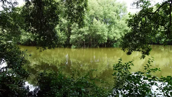 Vivaio Mangrovie Nel Parco Naturale Mangrovie Giacarta Settentrionale — Foto Stock