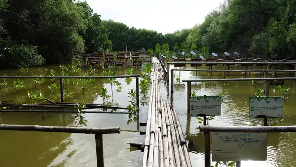 자카르타 맹그로브 공원에서 맹그로브 보육원 — 스톡 사진