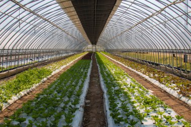 Hongdong-myeon 'daki Gwanggeumnam-ro köyünde bir sebze bahçesi..