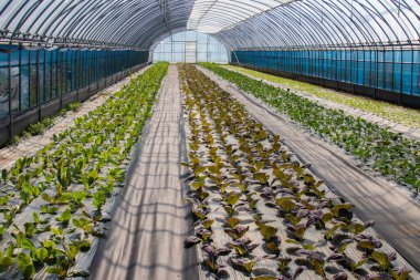 Hongdong-myeon 'daki Gwanggeumnam-ro köyünde bir sebze bahçesi..