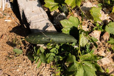 Hongdong-myeon 'daki Gwanggeumnam-ro köyünde bir sebze bahçesi..