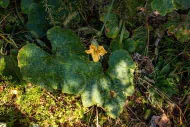 Hongdong-myeon 'daki Gwanggeumnam-ro köyünde bir sebze bahçesi..