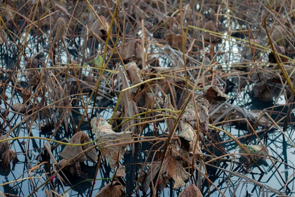 로터스 한국에서 가을을 마르고 죽습니다 — 스톡 사진