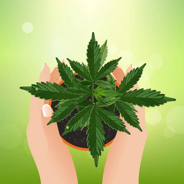 Vektorillustration Medizinisches Cannabis Legalisiert — Stockvektor
