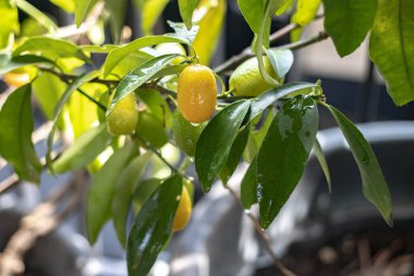 Süslü narenciye bitkilerinin doğal arka planı.