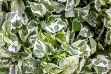 Süslü yaprak bitkilerinin doğal arka planı.