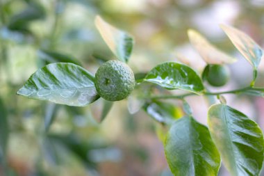 Süslü narenciye bitkilerinin doğal arka planı.