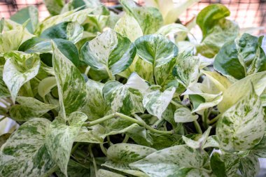 Süslü yaprak bitkilerinin doğal arka planı.