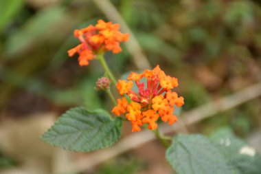 Doğanın güzelliğinde taze Lantana Camara çiçeğinin büyüleyici yakın çekimi.