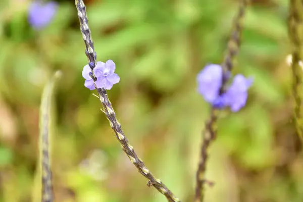 Levande Lila Blomma Blom Visar Upp Delikat Skönhet Naturen — Stockfoto