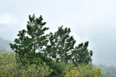 Huzurlu Doğa: Taze Yeşil Ağaçlar, Mavi Gökyüzü ve Güneş Işığıyla Huzurlu Manzara
