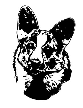 Görüntü: Gal Corgi hırka baş siyah beyaz