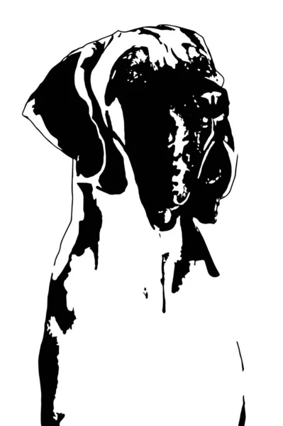 Grande Silhouette Tête Danois Noir Blanc — Image vectorielle