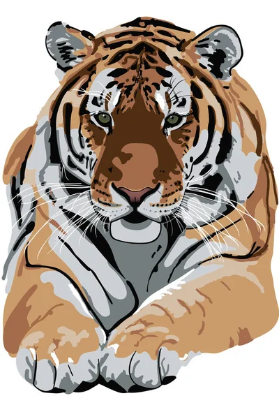 Elszigetelt Illusztráció Egy Tigris Ellen Fehér Háttér — Stock Vector