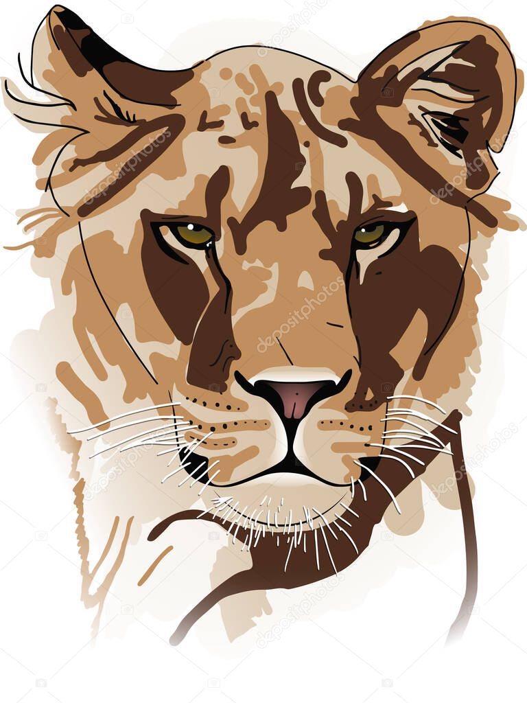 Lioness drawing colored, Vector illustration isolated on the white background