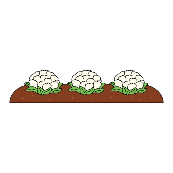 Crianças Desenho Cartoon Vector Ilustração Bonito Jardim Com Crescente Cauliflowers —  Vetores de Stock