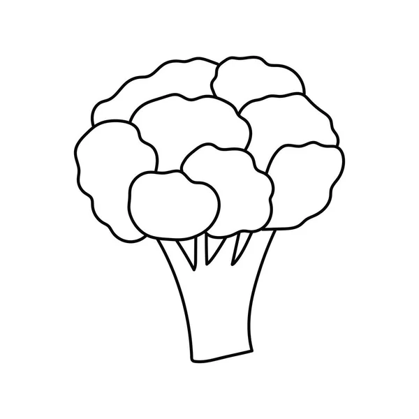Ručně Kreslené Kresba Kreslený Vektor Ilustrace Brokolice Ikona Izolované Bílém — Stockový vektor