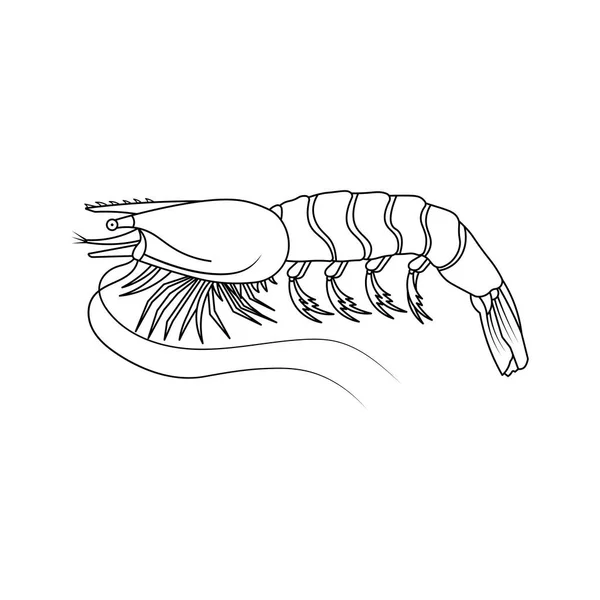 Hand Drawn Cartoon Vector Illustration Tiger Prawns Icon Isolated White — Stock Vector