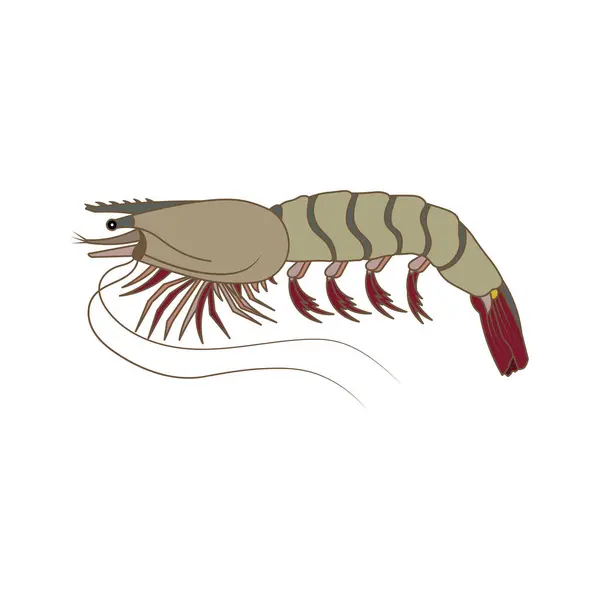 Cartoon Vector Illustration Tiger Prawns Icon Isolated White Background — Stock Vector