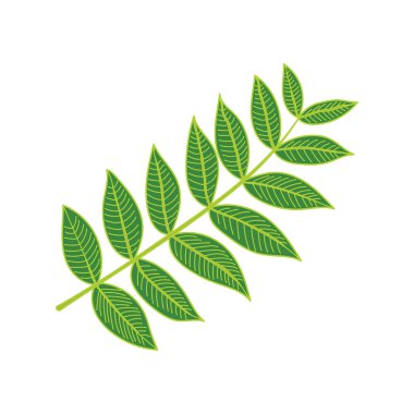 Çizgi film Vektörü çizimi yapan çocuklar, beyaz arka planda izole edilmiş ceviz yaprakları çiziyorlar.