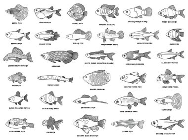 El çizimi Vektör illüstrasyon simgesi. Beyaz Arkaplan 'da isim simgesi izole edilmiş farklı balıklar kümesi.