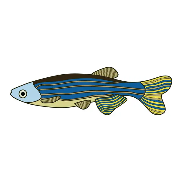 Cartoon Vector Illustration Zebra Fish Icon Isolated White Background — Stock Vector