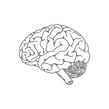 El çizimi çocuklar vektör çizimi insan beyni düz çizgi filmi izole