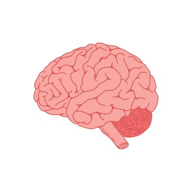 Çocuklar vektör illüstrasyonu çiziyor. İnsan beyni düz çizgi filmi izole edilmiş.