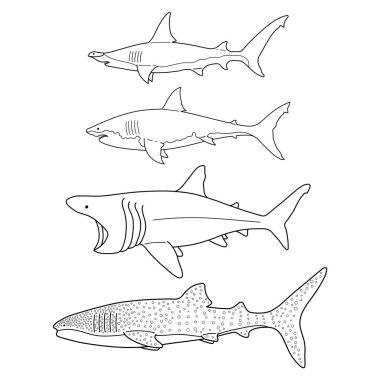 Hand drawn Sharks Vector Bundle  Hammerhead Great White Basking Whale Shark