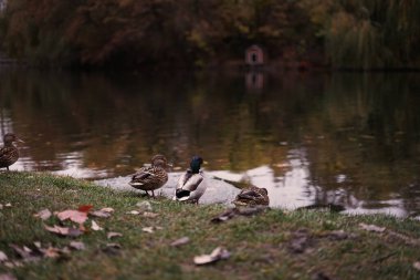 Ördekler su ve ormanın arka planına karşı gölün kıyısında dururlar.