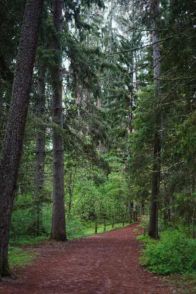 Stock image  Coniferous forest with a green carpet of grass on a rainy summer day                               