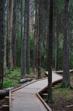 Yaz ormanındaki uzun ağaçların arasındaki tahta patika.