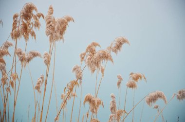 Mavi bir gölün arka planında yağmur damlalarında kuru sazlıklar