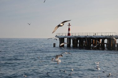 Denizin arka planında bir martı sürüsü, gün batımında bir taş iskele ve eski bir deniz feneri.