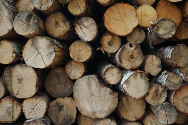 Yakınlarda duran testereli ağaç gövdelerinin görüntüsü