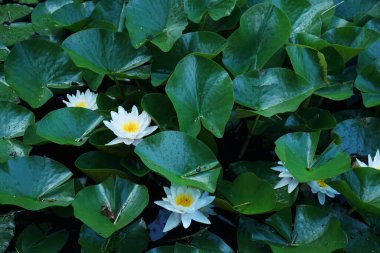 Gölün sakin yüzeyinde yeşil yaprakların arasında beyaz nilüferler.