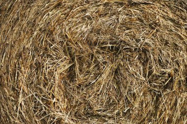 Yuvarlak saman yığını yazın batan güneşin ışınlarıyla bir ormanın arka planına yakın.