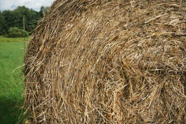 Yuvarlak saman yığını yazın batan güneşin ışınlarıyla bir ormanın arka planına yakın.