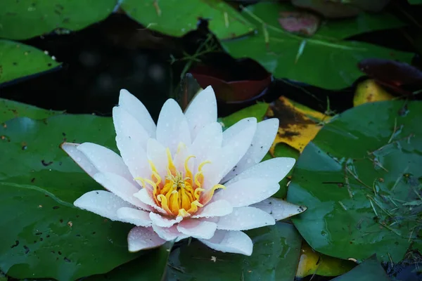 호수의 평온한 표면에 연꽃을 닫습니다 — 스톡 사진